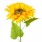 Napraforgó szálas M70cm 240db/#