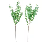 Eukaliptusz ág mix M92cm 48db/#