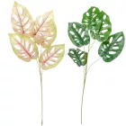 Monstera ág 5l..mix M80cm 60db/#