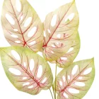 Monstera ág 5l..mix M80cm 60db/#