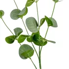 Eukaliptusz ág M70cm 50db/#