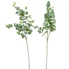 Eukaliptusz ág M92cm 48db/#