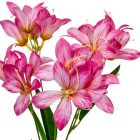 Liliom ág 4v. mix M54cm 24db/#