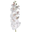 Orhidea szálas gumi krém M105cm 24db/#