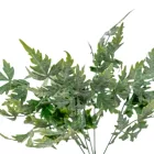 Páfrány bokor hamvas 5ágú M36cm 100db/#