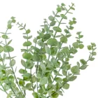 Eukaliptusz bokor hamvas  5ágú M39cm 100db/#