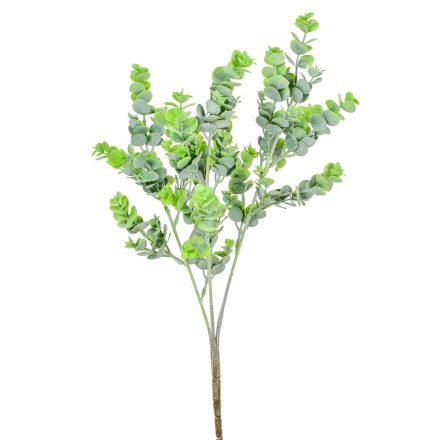 Eukaliptusz bokor M56cm 48db/#