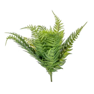Páfrány bokor M42cm 12db/#