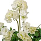 Muskátli csokor 8v. krém M45cm 24db/#