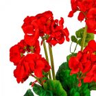 Muskátli csokor 8v. piros M45cm 24db/#