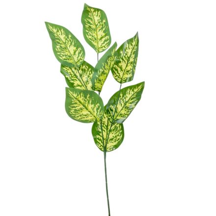 Diffenbachia leveles ág M70cm 36db/#