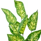 Diffenbachia leveles ág M70cm 36db/#