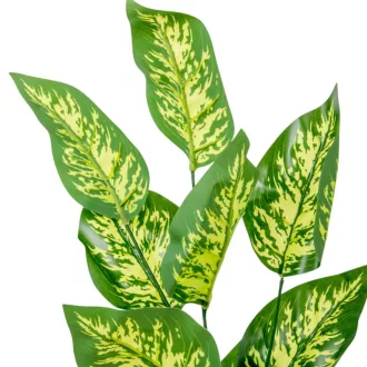 Diffenbachia leveles ág M70cm 36db/#
