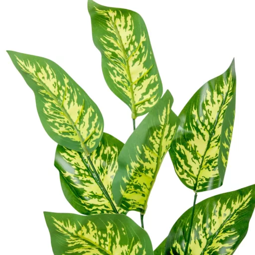 Diffenbachia leveles ág M70cm 36db/#