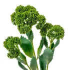 Pozsgás ág 3ágú M50cm 12db/#