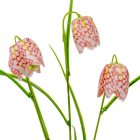 Hóvirág 3v. barna-krém M55cm 24db/#