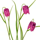 Hóvirág 3v. lila M55cm 24db/#