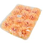 Dália virágfej D10cm lazac 12db/csom