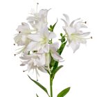 Liliom ág 10v. fehér M68cm 36db/#