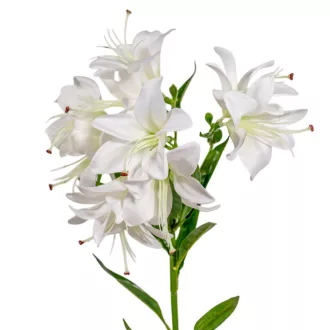 Liliom ág 10v. fehér M68cm 36db/#