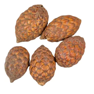 Cane fruit pálma mag termés natúr 20dkg/csom