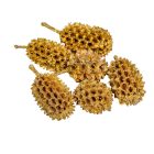 Casuarina szárított antik arany 17dkg/csom 