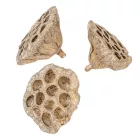 Lótusz szárított 8-10cm pezsgő 9db-os