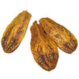Mehogany szárított aranysárga 15db-os
