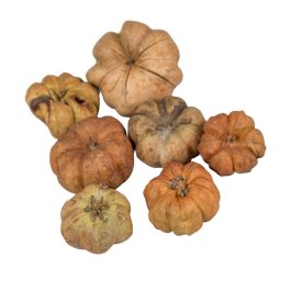 Mini tök termés natúr 12dkg/csom