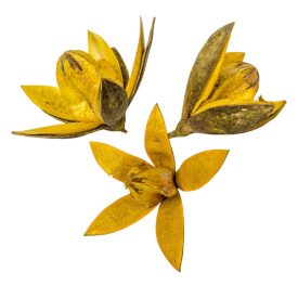 Wild lili szárított aranysárga 11db/csom