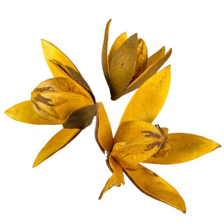 Wild lili szárított aranysárga 11db/csom