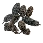 Birch pine szárított fekete 21dkg/csom