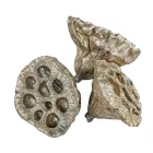 Lótusz 4-5cm pezsgő 15db-os