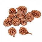 Casuarina szárított bronz 17dkg/csom