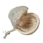 Budha dió metál pezsgő 3db/csom