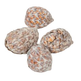   Cane fruit pálma mag bogyós termés havas fehér 17dkg/csom