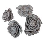 Cédrus rózsa havas szürke 17dkg/csom