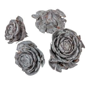 Cédrus rózsa havas szürke 17dkg/csom