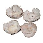 Kókusz virág falfestékes fehér 16dkg/csom