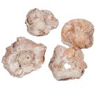 Kókusz virág falfestékes fehér 20dkg/csom