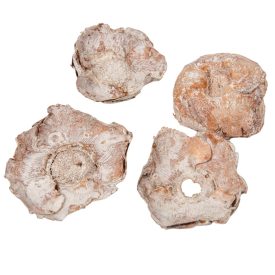 Kókusz virág falfestékes fehér 20dkg/csom