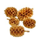 Casuarina szárított arany 17dkg/csom