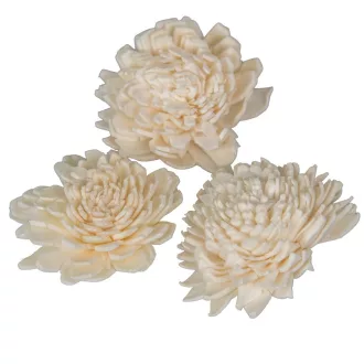 Ming zinnia 4cm 50db-os