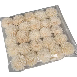 Ming zinnia 6cm 25db-os
