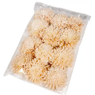 Ming zinna 8cm 12db-os