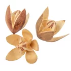 Wild lili szárított natúr 9db/csom