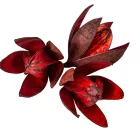 Wild lili szárított bordó 9db/csom