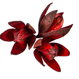 Wild lili szárított bordó 9db/csom