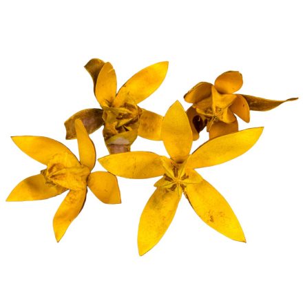 Wild lili szárított sárga 14db/csom