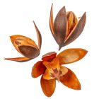 Wild lili szárított terrekotta 9db/csom